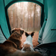 Your Guide to Camping with Dogs