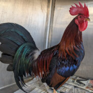 27 Roosters Rescued From Cockfighting Urgently Need Sanctuary Placement