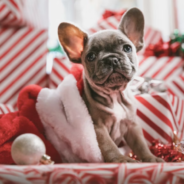 5 ways to give back to your dog this holiday season