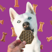 5 ways to know if it’s a safe treat to give your dog!