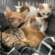 50 Neglected Cats and Kittens, Some Facing Possible Eye Removal, Rescued From Same Home