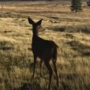 A Couple Found an Abandoned Fawn Who Led Them to a New Role as Deer Parents