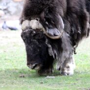 A Fervent Pet Parent in Alaska Trying to Protect His Dogs from Muskox Dies in the Line of Duty