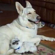 A German Shepherd is Extremely Fond of a Pygmy Goat and Treats It Like a Pup