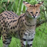 African Serval is Having a Talk with Its Human Parent and Meows Its Demand for Something