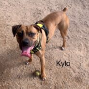 After More Than a Year, Poor Kylo Still Needs a Forever Home