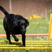 Arthritic Dogs Benefit from At-Home Physical Therapy