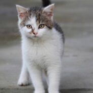 Badly Injured Kitten Who Would ‘Probably Die’ Rescued From Road, Defies Odds