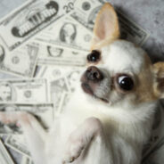 Be Ready for Higher Medical Bills with These Dog Breeds