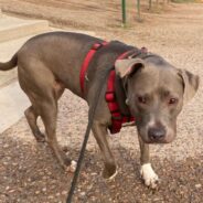 Bella, the Beautiful Blue Pibble, is Through Being a Momma. Now She Just Wants to Be Someone’s Bestie!