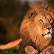 Big Cat Ownership Curtailed in the U.S. by Senate Decision