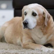 Blind Dog Care Tips to Help Your Fur Baby Feel Much More Comfortable at Home