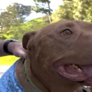 Blind Rescued Pitbull Loves His New Little Dog Friends