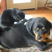 Brave Cat “Kneads Dough” On Rottweiler’s Back