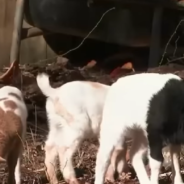 Brave Dog Injured After Protecting Sheep From Hungry Pack Of Coyotes