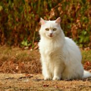 Cat Stats You Likely Never Heard Before