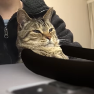 Cat Works From Home With Animated Arms