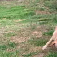 Clever Dog Learns To Play Fetch By Herself