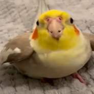 Cockatiel Performs Impressive Beatboxing Solo In Viral Video