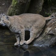 Connecticut Man Fends Off Bobcat Attack with Crutches