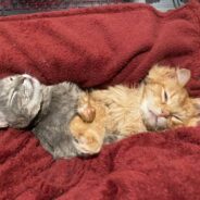 Couple Adopts and Spoils Two ‘Wobbly’ Cats with Cerebellar Hypoplasia