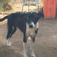 Dog Abandoned For Being “Too Old” Finds A Place To Live Out His Golden Years