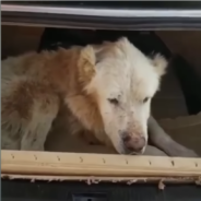 Dog in Horrific Condition Cries After Receiving Sustenance for the First Time in Weeks, but a Happy Ending Was Waiting for Him