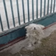 Dog Left Behind When Family Moves Is So Matted She Can Barely See