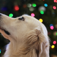 Doggy Daycares Are Dressing Up Pups To Recreate The Nativity Scene