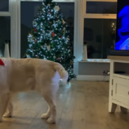 Festive Dog Sings Along To “White Christmas” By The Three Tenors