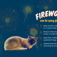 Fireworks Can be Scary for Our Pets