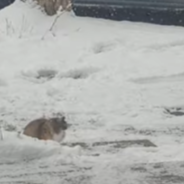 Fluffy Cat Tries To Catch Snowflakes In The Yard