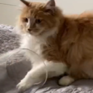 Frederic The Kitty Takes On “Mission Impawsible” In Suspenseful TikTok Video