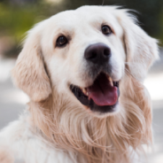 Golden Retriever Apologizes After Pulling The Doggie Daycare Fire Alarm