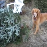 Golden Retriever Uses Christmas Tree As A Giant Chew Toy