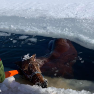 Good Samaritans Rescue Horse Trapped In Frozen Lake