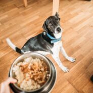 Great High Fiber Dog Foods