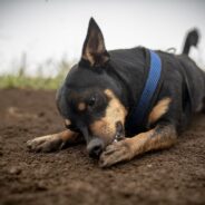 Help For Dog Chewing Paws