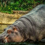 Hippo Swallows 2-Year-Old Boy in Uganda Before Spitting Him Back Out!