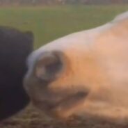 Horse Gallops Across Field To Greet Friendly Cat