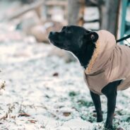 How Cold is Too Cold for Walking Your Dog in Winter?