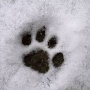 How to Keep Outdoor and Stray Cats Warm in the Winter