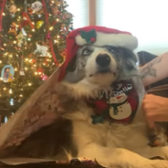 How To Wrap A Rescue Dog For Christmas