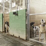 How You Can Help Animal Shelters Rebuild After Disaster