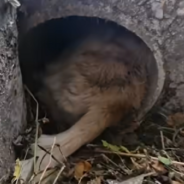 Injured Dog Hides In A Drain Pipe Until Help Finally Arrives