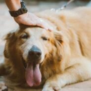 Interacting with Dogs Increases Brain Activity, Study Finds