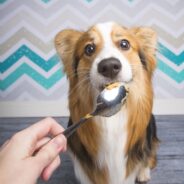 Is Peanut Butter Good for Dogs?