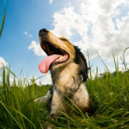 Is Your Dog Panting Excessively?