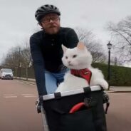 Join This Cat and Her Human Dad Stroll the Streets of London Through Fun Bike Rides