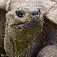 Jonathan The Giant Tortoise Celebrates His 190th Birthday And Becomes World’s Oldest Tortoise